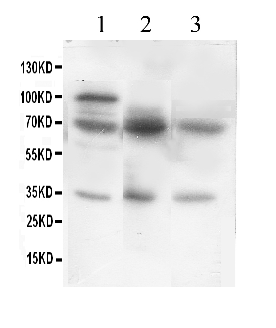 WB - Anti-GAD67 Picoband Antibody ABO11875